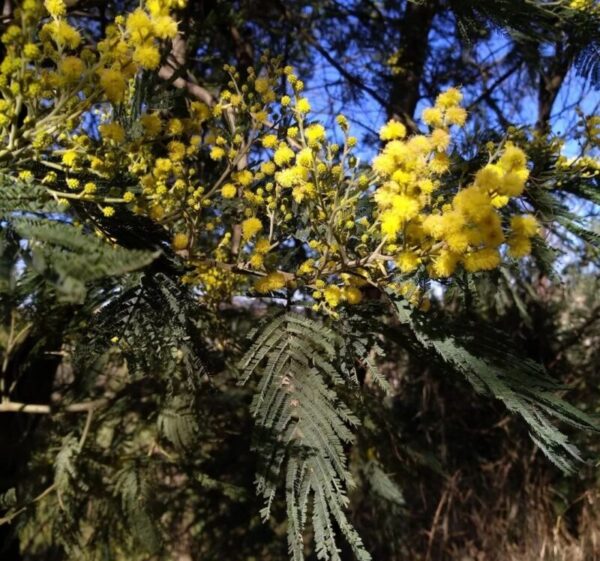 Acacia dealbata seeds
