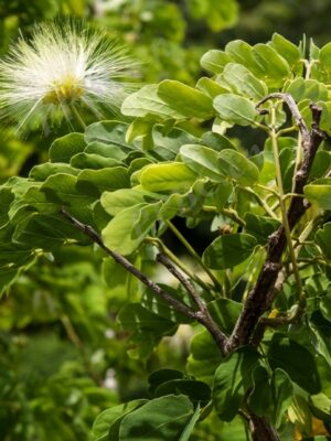 Acacia lebbeck seeds