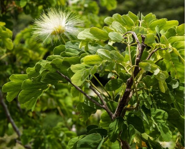 Acacia lebbeck seeds