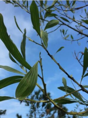 Acacia mangium seeds