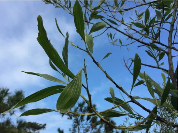 Acacia mangium seeds