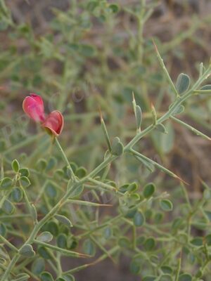 Alhagi camelorum seeds