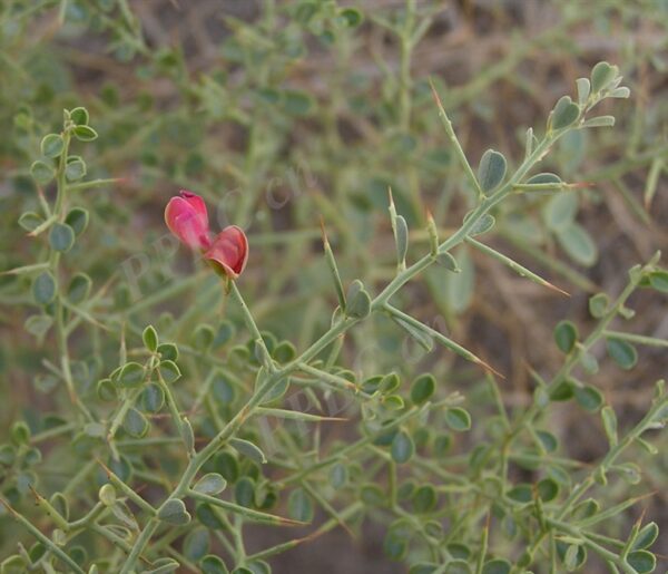 Alhagi camelorum seeds