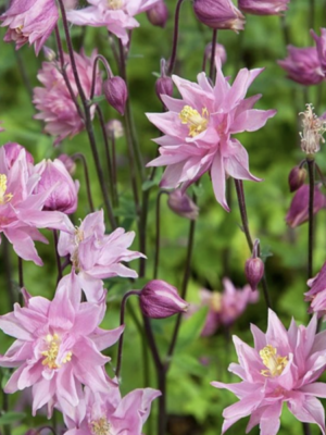 Aquilegia vulgaris var. flore-pleno