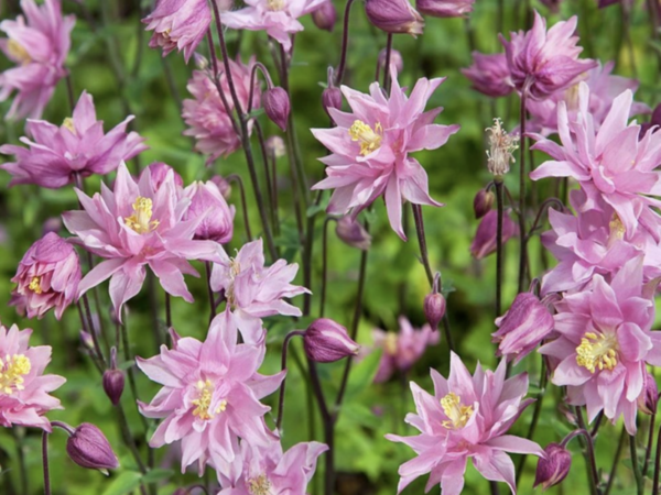 Aquilegia vulgaris var. flore-pleno