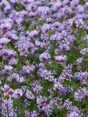 Asperula orientalis seeds
