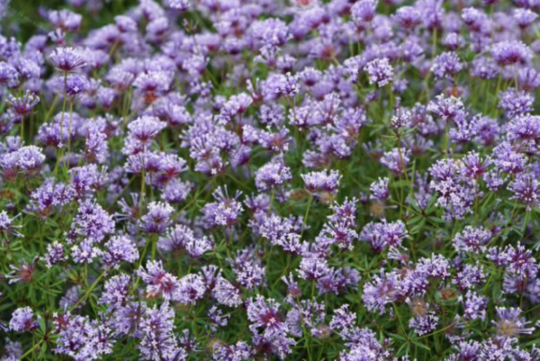 Asperula orientalis seeds