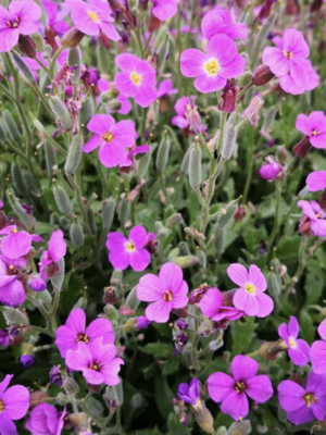 Aubrieta cultorum seeds