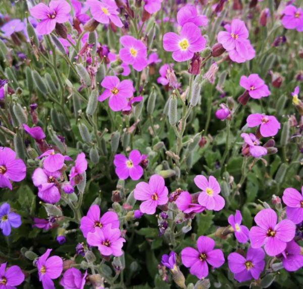 Aubrieta cultorum seeds
