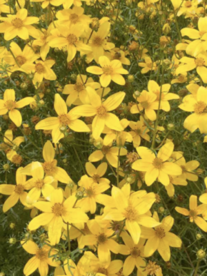 Bidens aurea seeds