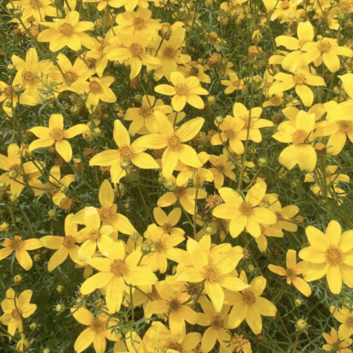 Bidens aurea seeds