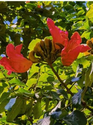 Brachychiton acerifolius seeds