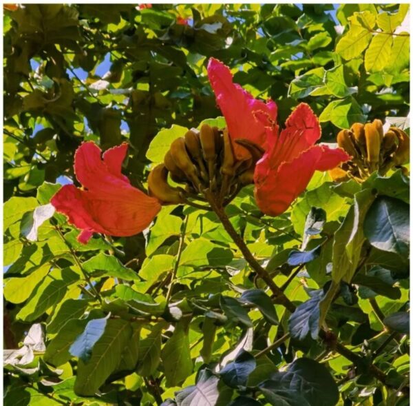 Brachychiton acerifolius seeds