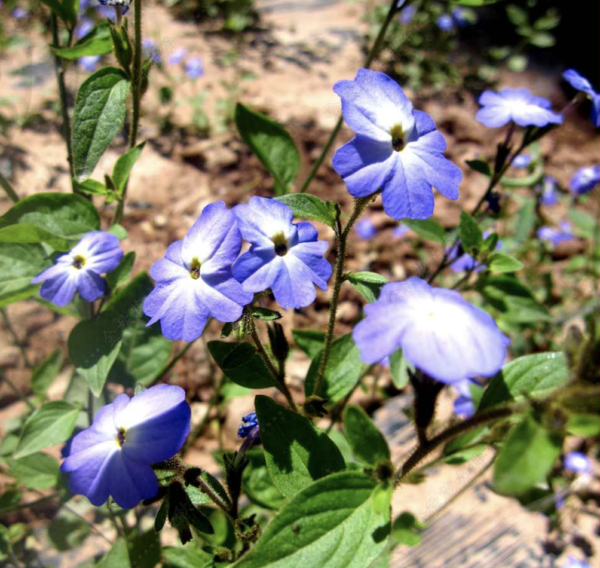 Browallia speciosa seeds