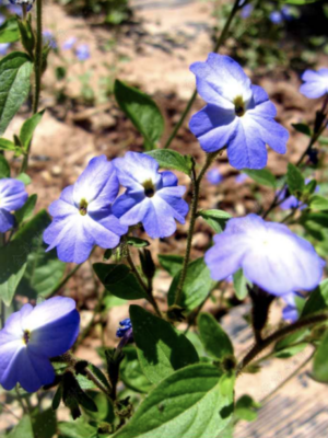 Browallia speciosa seeds