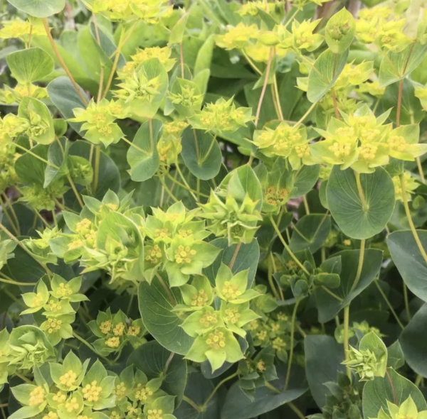 Bupleurum rotundifolium seeds