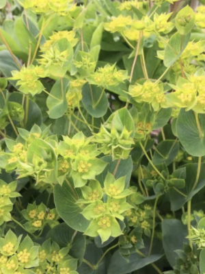 Bupleurum rotundifolium seeds