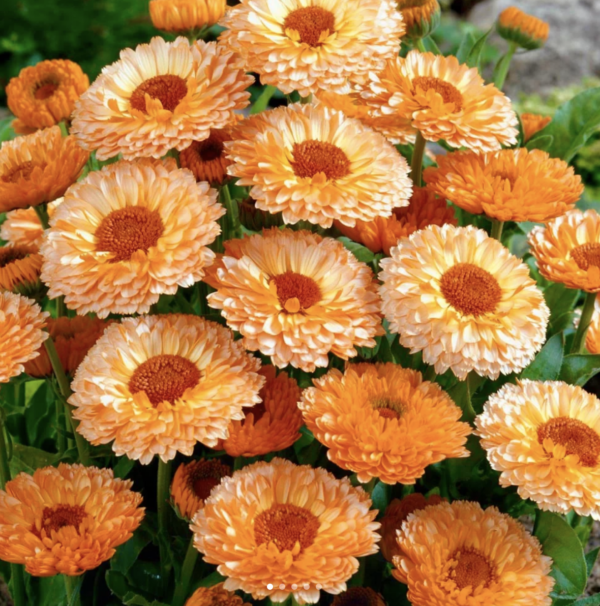 Calendula officinalis seeds
