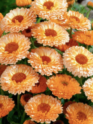 Calendula officinalis seeds