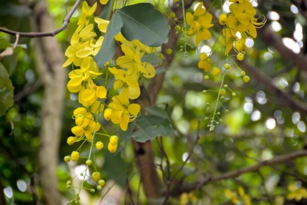 Cassia fistula seeds