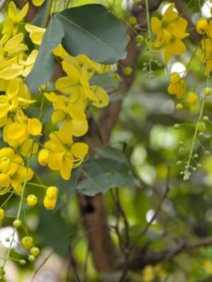 Cassia fistula seeds