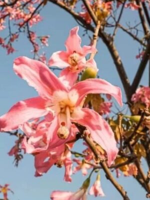 Ceiba speciosa seeds
