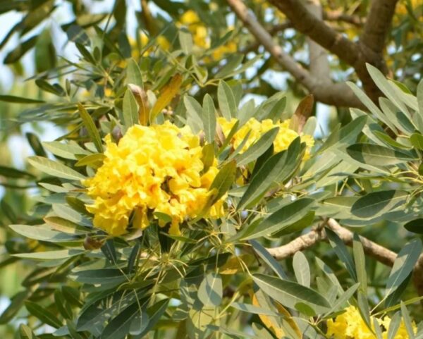 Tabebuia argentea seeds