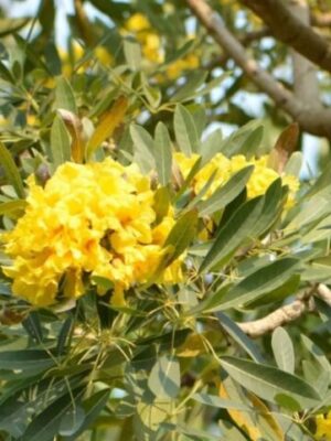 Tabebuia argentea seeds