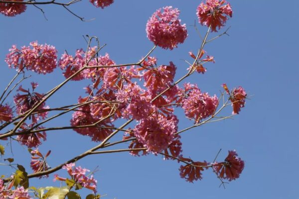 Tabebuia rosea seeds