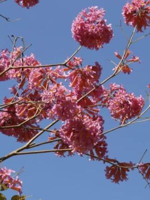 Tabebuia rosea seeds