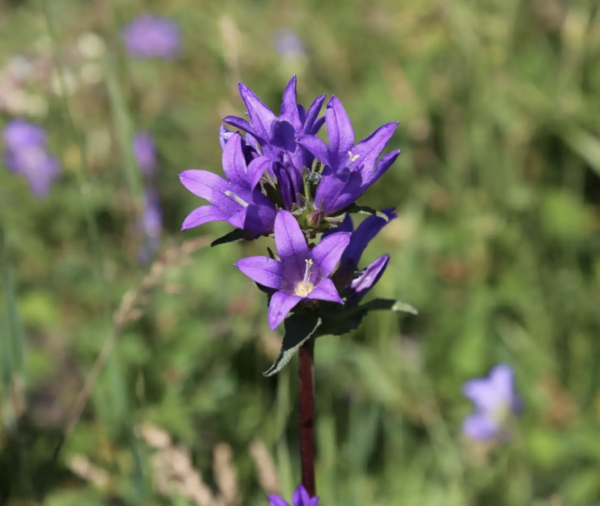 campanula glomerata seeds