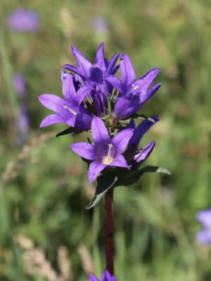 campanula glomerata seeds
