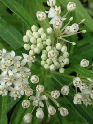 Asclepias incarnata seeds