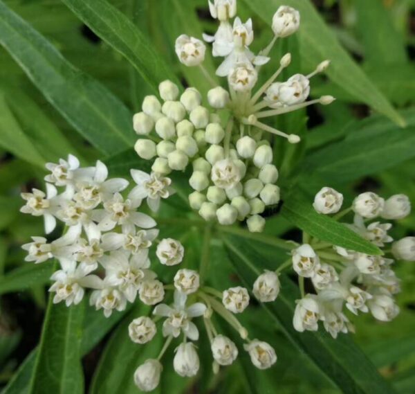 Asclepias incarnata seeds