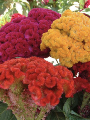Celosia cristata linn seeds