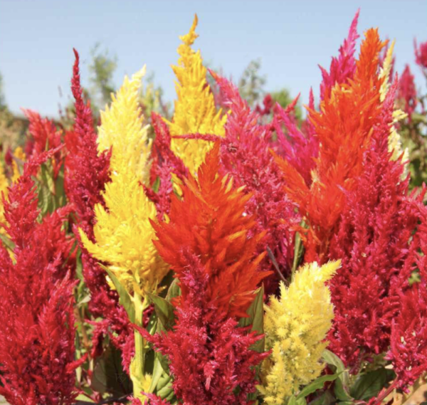 Celosia argentea var. Plumosa seeds
