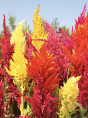 Celosia argentea var. Plumosa seeds