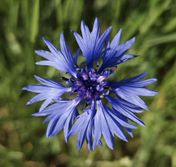 Centaurea cyanus seeds