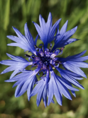 Centaurea cyanus seeds
