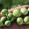 Cucumismelo var.agrestis seeds