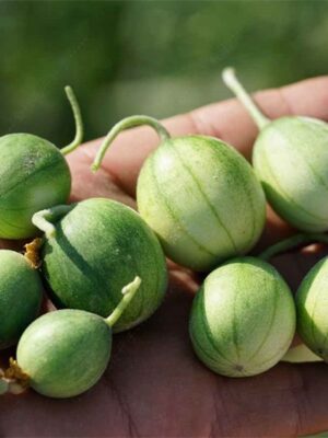 Cucumismelo var.agrestis seeds