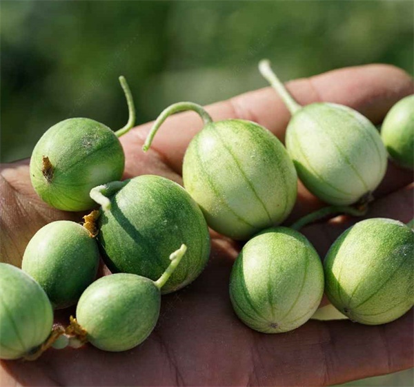Cucumismelo var.agrestis seeds