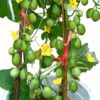 Cucumismelo var.agrestis seeds