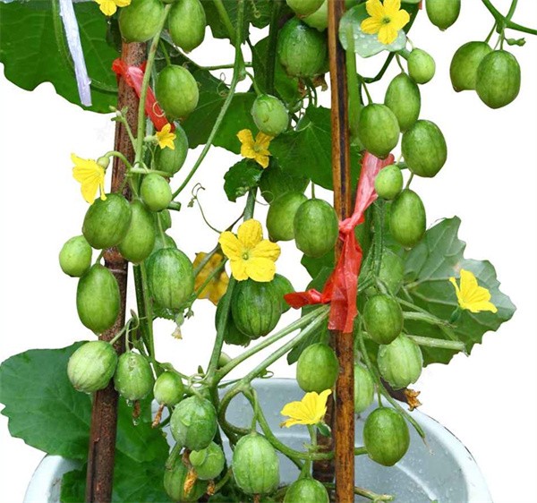Cucumismelo var.agrestis seeds