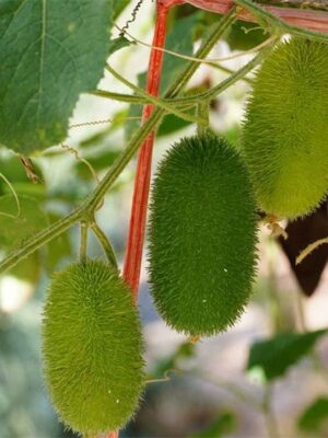 Cucumis dipsaceus seeds