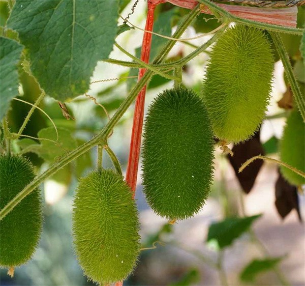 Cucumis dipsaceus seeds