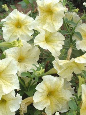 Petunia creamy yellow seeds OP
