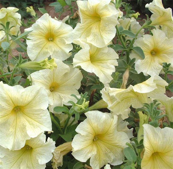 Petunia creamy yellow seeds OP