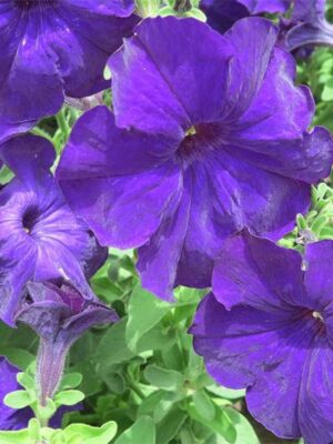 Petunia dark blue seeds OP