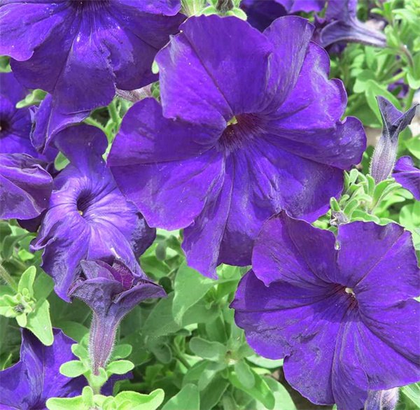 Petunia dark blue seeds OP